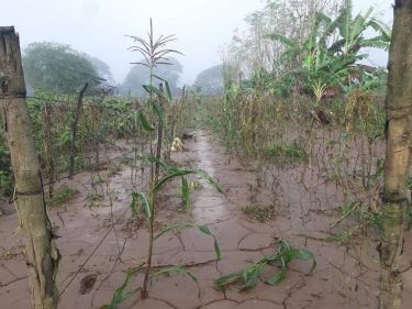 【お知らせ】フィリピン・アブラ州の大型台風18号コンパス（フィリピン名マリン）被災農民のためのシードバンク設立基金への募金のお願い