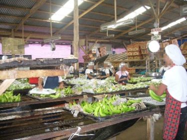 【コラム】フィリピン産バナナの袋詰めは誰が？ <br>スミフル・フィリピン社の労働者への不当な扱い